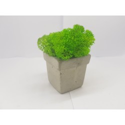 Concrete pot with moss Concrete pot with stabilized moss Concrete planter with moss Concrete planter with stabilized moss