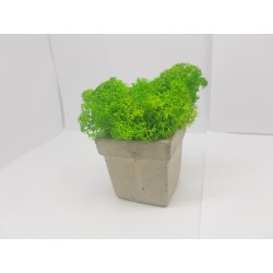 Concrete pot with moss Concrete pot with stabilized moss Concrete planter with moss Concrete planter with stabilized moss