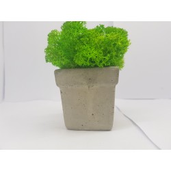 Concrete pot with moss Concrete pot with stabilized moss Concrete planter with moss Concrete planter with stabilized moss