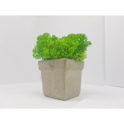 Concrete pot with moss Concrete pot with stabilized moss Concrete planter with moss Concrete planter with stabilized moss