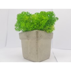 Concrete pot with moss Concrete pot with stabilized moss Concrete planter with moss Concrete planter with stabilized moss