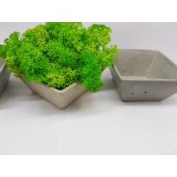 Moss pots Pots with moss Concrete pot with moss Concrete pot with stabilized moss Concrete planter with moss