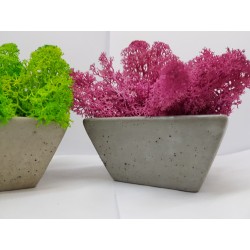 Moss pots Pots with moss Concrete pot with moss Concrete pot with stabilized moss Concrete planter with moss