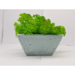 Moss pots Pots with moss Concrete pot with moss Concrete pot with stabilized moss Concrete planter with moss