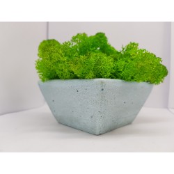 Moss pots Pots with moss Concrete pot with moss Concrete pot with stabilized moss Concrete planter with moss