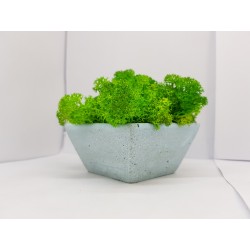 Moss pots Pots with moss Concrete pot with moss Concrete pot with stabilized moss Concrete planter with moss