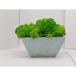 Moss pots Pots with moss Concrete pot with moss Concrete pot with stabilized moss Concrete planter with moss