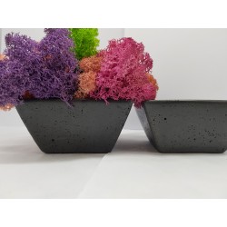 Moss pots Pots with moss Concrete pot with moss Concrete pot with stabilized moss Concrete planter with moss