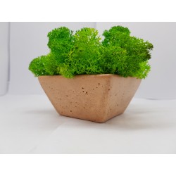 Moss pots Pots with moss Concrete pot with moss Concrete pot with stabilized moss Concrete planter with moss