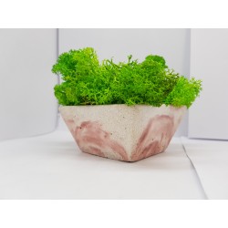 Moss pots Pots with moss Concrete pot with moss Concrete pot with stabilized moss Concrete planter with moss