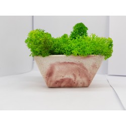 Moss pots Pots with moss Concrete pot with moss Concrete pot with stabilized moss Concrete planter with moss