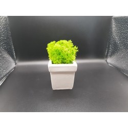 Gypsum pot for flowers Gypsum planter with moss Organic pot for flowers Plaster Handicraft Handmade Gypsum