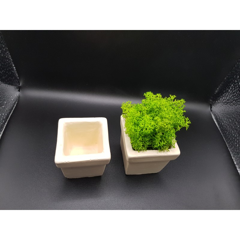 Pots for moss A planters of moss Gypsum pot for moss Organic pots with moss Environmentally friendly pots Gypsum pots Gypsum