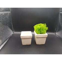 Pots for moss A planters of moss Gypsum pot for moss Organic pots with moss Environmentally friendly pots Gypsum pots Gypsum