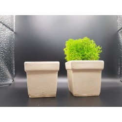 Pots for moss A planters of moss Gypsum pot for moss Organic pots with moss Environmentally friendly pots Gypsum pots Gypsum