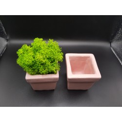 Pots for moss A planters of moss Gypsum pot for moss Organic pots with moss Environmentally friendly pots Gypsum pots Gypsum