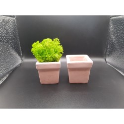 Pots for moss A planters of moss Gypsum pot for moss Organic pots with moss Environmentally friendly pots Gypsum pots Gypsum