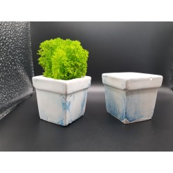 Planter with stabilized moss Gypsum planter with stabilized moss Stabilized moss in a gypsum pot