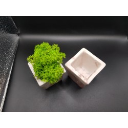 Gypsum pot for flowers Gypsum planter with moss Organic pot for flowers Plaster Handicraft Handmade Gypsum