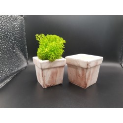 Gypsum pot for flowers Gypsum planter with moss Organic pot for flowers Plaster Handicraft Handmade Gypsum