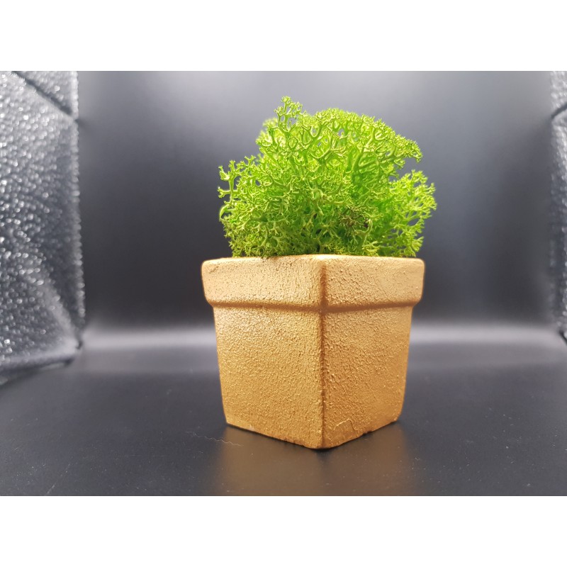 Gypsum pot for flowers Gypsum planter with moss Organic pot for flowers Plaster Handicraft Handmade Gypsum