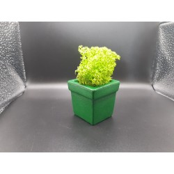 Pots for moss A planters of moss Gypsum pot for moss Organic pots with moss Environmentally friendly pots Gypsum pots Gypsum