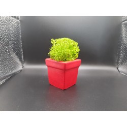 Pots for moss A planters of moss Gypsum pot for moss Organic pots with moss Environmentally friendly pots Gypsum pots Gypsum