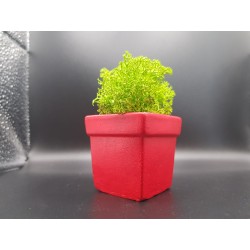 Pots for moss A planters of moss Gypsum pot for moss Organic pots with moss Environmentally friendly pots Gypsum pots Gypsum