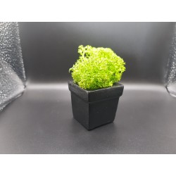 Gypsum pot for flowers Gypsum planter with moss Organic pot for flowers Plaster Handicraft Handmade Gypsum of paris