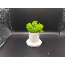 Gypsum Pots for moss A planters of moss Gypsum pot for moss Organic pots with moss Environmentally friendly pots Gypsum pots