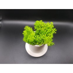 Gypsum Pots for moss A planters of moss Gypsum pot for moss Organic pots with moss Environmentally friendly pots Gypsum pots