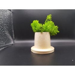 Gypsum Pots for moss A planters of moss Gypsum pot for moss Organic pots with moss Environmentally friendly pots Gypsum pots