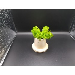 Gypsum Pots for moss A planters of moss Gypsum pot for moss Organic pots with moss Environmentally friendly pots Gypsum pots