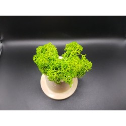 Gypsum Pots for moss A planters of moss Gypsum pot for moss Organic pots with moss Environmentally friendly pots Gypsum pots