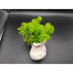 Gypsum Pots for moss A planters of moss Gypsum pot for moss Organic pots with moss Environmentally friendly pots Gypsum pots