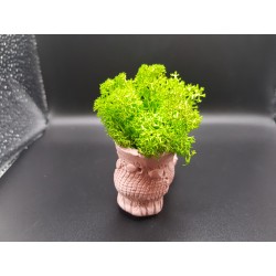 Gypsum Pots for moss A planters of moss Gypsum pot for moss Organic pots with moss Environmentally friendly pots Gypsum pots