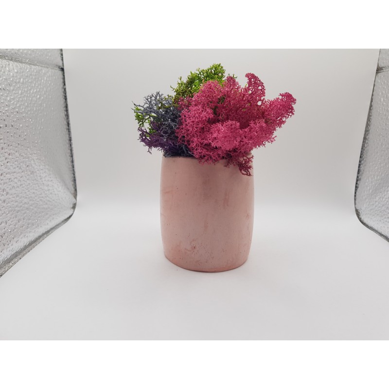 Gypsum Pots for moss A planters of moss Gypsum pot for moss Organic pots with moss Environmentally friendly pots Gypsum pots