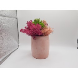 Gypsum Pots for moss A planters of moss Gypsum pot for moss Organic pots with moss Environmentally friendly pots Gypsum pots