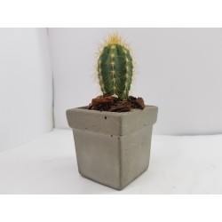 Succulent Planter Handmade Plant Pot Planter Flower Pot Cactus Planter