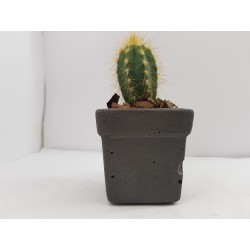 Desk Decoration Concrete Planter Concrete Plant Pot Pot for Plant Desk Planter