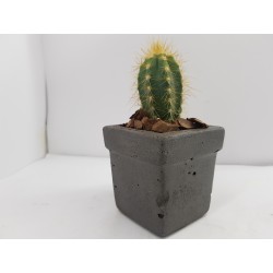 Desk Decoration Concrete Planter Concrete Plant Pot Pot for Plant Desk Planter