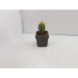 Desk Decoration Concrete Planter Concrete Plant Pot Pot for Plant Desk Planter