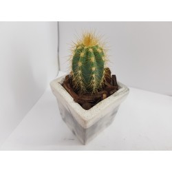 Succulent Planter Handmade Plant Pot Planter Flower Pot Cactus Planter