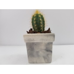 Succulent Planter Handmade Plant Pot Planter Flower Pot Cactus Planter