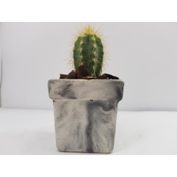 Succulent Planter Handmade Plant Pot Planter Flower Pot Cactus Planter