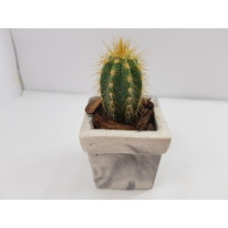 Succulent Planter Handmade Plant Pot Planter Flower Pot Cactus Planter