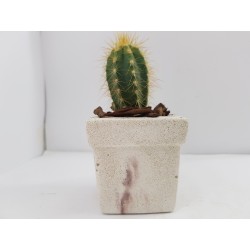 Desk Decoration Concrete Planter Concrete Plant Pot Pot for Plant Desk Planter