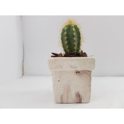 Desk Decoration Concrete Planter Concrete Plant Pot Pot for Plant Desk Planter