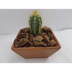 Succulent Planter Handmade Plant Pot Planter Flower Pot Cactus Planter