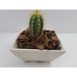 Succulent Planter Handmade Plant Pot Planter Flower Pot Cactus Planter